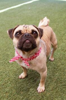 Root Beer -  Pug Dog for Adoption in Gardena, California - Root Beer | PetCurious