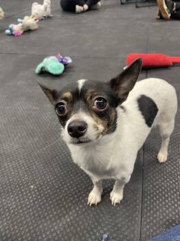 Chihuahua Dogs Available for Adoption - Peach | PetCurious