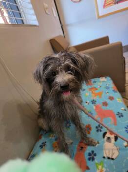 Pink -  Havanese Dog for Adoption in Phoenix, Arizona - Pink | PetCurious