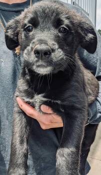 Summit -  Golden Retriever and Shepherd Dog for Adoption in Lima, Ohio - Summit | PetCurious