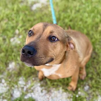 Oakley AKA Scooby -  Mixed Breed Dog for Adoption in Loxahatchee Groves, Florida - Oakley AKA Scooby | PetCurious