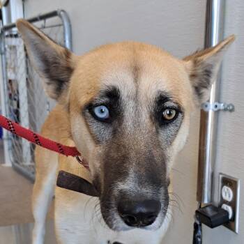 Rescue Mixed Breed Dogs for Adoption in Las Cruces, New Mexico - 99930 | PetCurious