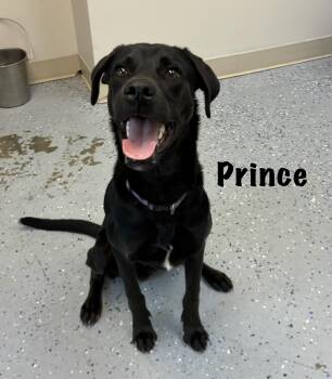 Labrador Retriever Dogs Available for Adoption - Prince | PetCurious