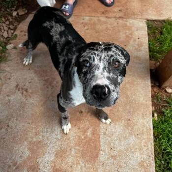 Rescue Australian Shepherd and Pit Bull Terrier Dogs for Adoption in Harrisville, West Virginia - Oreo | PetCurious