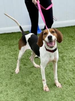 Treeing Walker Coonhound Dogs Available for Adoption in Downers Grove, Illinois - Delta | PetCurious