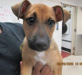 Bruno (504) -  German Shepherd Dog and Pit Bull Terrier Dog for Adoption in Marietta, Georgia - Bruno (504) | PetCurious