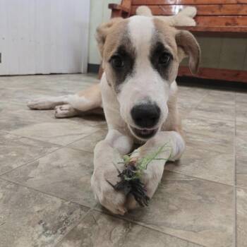 Pie -  Great Pyrenees and Shepherd Dog for Adoption in Pilot Point, Texas - Pie | PetCurious