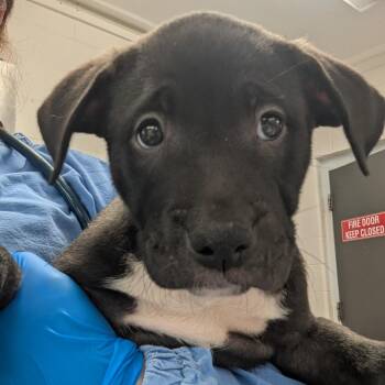 Odysseus -  Pit Bull Terrier and German Shepherd Dog Dog for Adoption in Indianapolis, Indiana - Odysseus | PetCurious