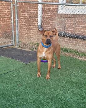 Rescue Pit Bull Terrier Dogs for Adoption in New Kensington, Pennsylvania - Cinnamon | PetCurious