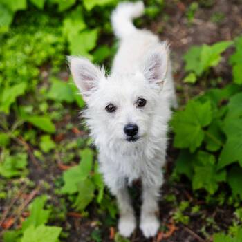 Tolkien -  Wirehaired Terrier and Mixed Breed Dog for Adoption in Incline Village, Nevada - Tolkien | PetCurious