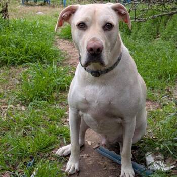 Casper -  Mixed Breed Dog for Adoption in Lake Jackson, Texas - Casper | PetCurious