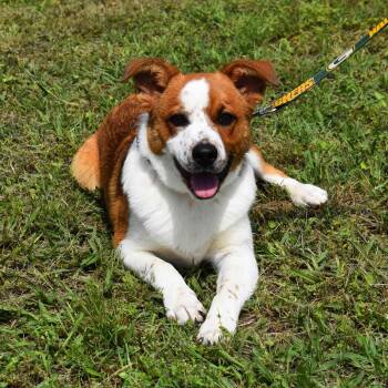 Australian Cattle Dog Blue Heeler Dogs Available for Adoption in Searcy, Arkansas - SpongeBob | PetCurious