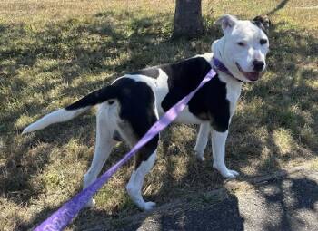 PARKER -  Pit Bull Terrier and Mixed Breed Dog for Adoption in Mckinleyville, California - PARKER | PetCurious