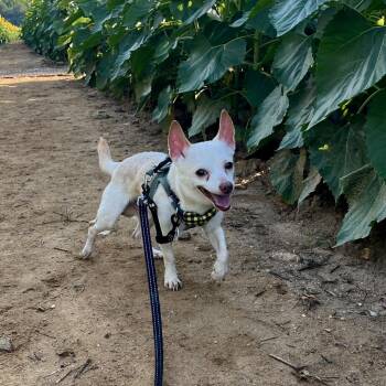 Beluga -  Chihuahua Dog for Adoption in Raleigh, North Carolina - Beluga | PetCurious