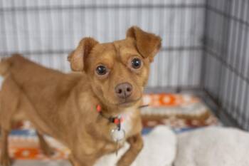 Romeo -  Chihuahua and Dachshund Dog for Adoption in Mountain Home, Arkansas - Romeo | PetCurious
