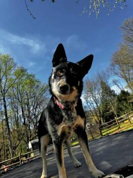 Mixed Breed Dogs Available for Adoption in Salisbury, Maryland - Callie | PetCurious