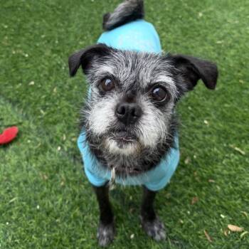 Roxie -  Border Terrier and Pug Dog for Adoption in Temecula, California - Roxie | PetCurious