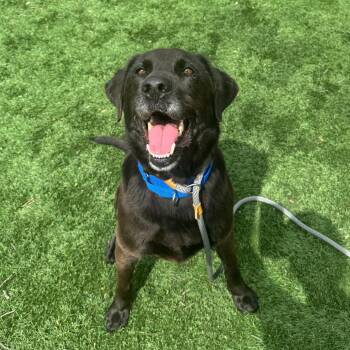 Black Labrador Retriever Dogs Available for Adoption in Saint Charles, Missouri - Odie | PetCurious