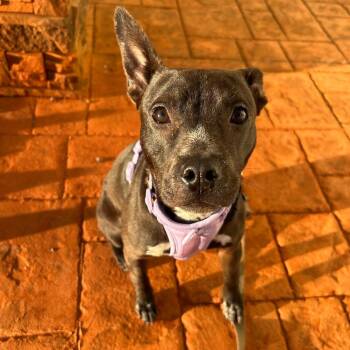 Mixed Breed Dogs Available for Adoption in Roanoke, Virginia - Cookie | PetCurious