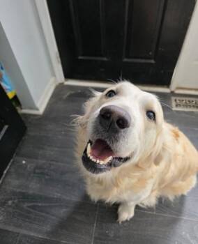 Retriever and Mixed Breed Dogs Available for Adoption in West Chester, Pennsylvania - Dug | PetCurious