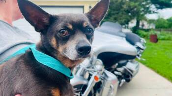 Tooter -  Chihuahua Dog for Adoption in Clinton, Wisconsin - Tooter | PetCurious
