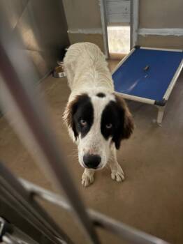 Roscoe. -  Border Collie and Mixed Breed Dog for Adoption in Albion, New York - Roscoe. | PetCurious