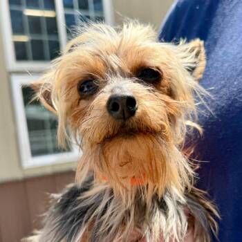 Yorkshire Terrier Dogs Available for Adoption in Peyton, Colorado - Krissie Dawn (AP26-61) | PetCurious