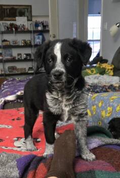 Australian Cattle Dog Blue Heeler Dogs Available for Adoption - Dalton Dingo | PetCurious