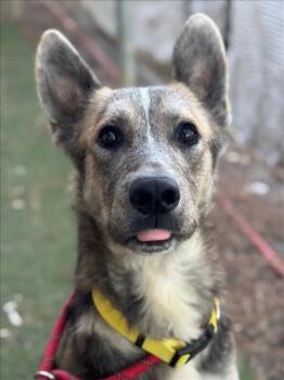 Rescue German Shepherd Dog Dogs for Adoption in Woodland, California - *ALARIC | PetCurious