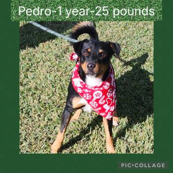 Rescue Mixed Breed Dogs for Adoption in New Iberia, Louisiana - Pedro | PetCurious