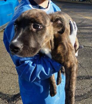 Pit Bull Terrier and Mixed Breed Dogs Available for Adoption - Bandit | PetCurious