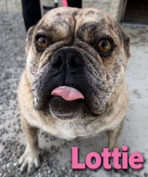 English Bulldog Dogs Available for Adoption in Lima, Ohio - Lottie | PetCurious