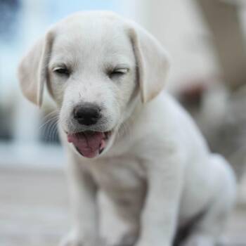Hound Dogs Available for Adoption in Minneapolis, Minnesota - Hotdog | PetCurious