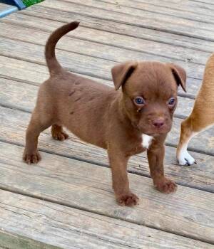 Cullen -  Boston Terrier and Terrier Dog for Adoption in El Dorado, Arkansas - Cullen | PetCurious