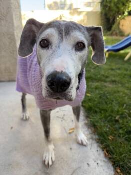 Rescue Weimaraner Dogs for Adoption in Albuquerque, New Mexico - Bambi | PetCurious