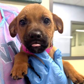 April *available off-site 10/4 -  Mixed Breed Dog for Adoption in Briarcliff Manor, New York - April *available Off-site 10/4 | PetCurious