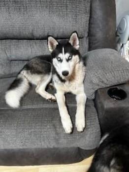 Rescue Husky Dogs for Adoption in Puyallup, Washington - Reputa | PetCurious