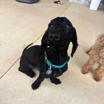 Poodle Dogs Available for Adoption in Bella Vista, Arkansas - Derby | PetCurious