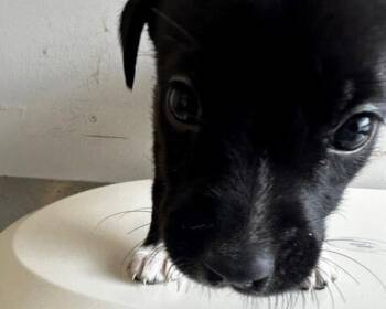 Minnie -  Mixed Breed Dog for Adoption in Winnipeg, Manitoba - Minnie | PetCurious