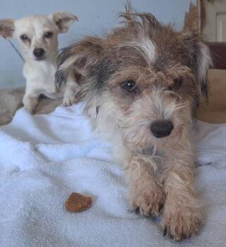 Alice and Archie, Bonded Pair -  Chihuahua and Shih Tzu Dog for Adoption in Mena, Arkansas - Alice And Archie, Bonded Pair | PetCurious
