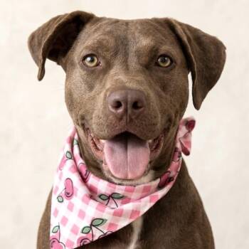 CHOCOLATA -  American Staffordshire Terrier and Chocolate Labrador Retriever Dog for Adoption in San Diego, California - CHOCOLATA | PetCurious