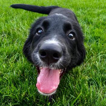 Pippa -  Golden Retriever and Bernese Mountain Dog Dog for Adoption in Cincinnati, Ohio - Pippa | PetCurious
