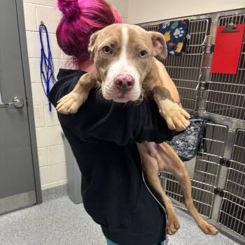 Hoola -  American Staffordshire Terrier Dog for Adoption in Grand Rapids, Michigan - Hoola | PetCurious