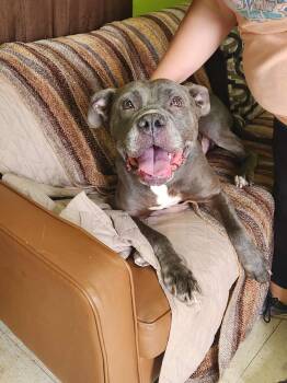 Rescue Pit Bull Terrier Dogs for Adoption in Peru, Illinois - Gorgeous | PetCurious
