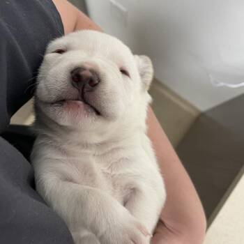 Pit Bull Terrier and Mixed Breed Dogs Available for Adoption in Austin, Texas - Esther | PetCurious