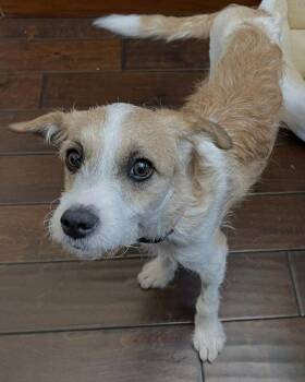 Terrier Dogs Available for Adoption in Corona, California - Maple | PetCurious