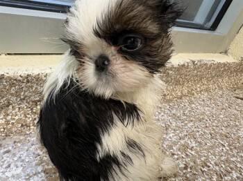 GABRIEL -  Shih Tzu Dog for Adoption in Pueblo, Colorado - GABRIEL | PetCurious