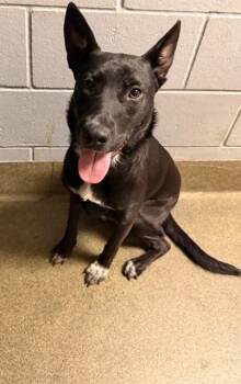 MINA -  Mixed Breed Dog for Adoption in Jacksonville, Florida - MINA | PetCurious