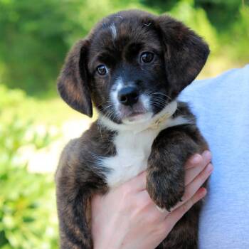 CT Mabel -  Cattle Dog and Australian Cattle Dog Blue Heeler Dog for Adoption in Stormville, New York - CT Mabel | PetCurious