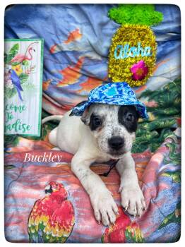Boxer and Hound Dogs Available for Adoption in Sebring, Florida - Buckley | PetCurious